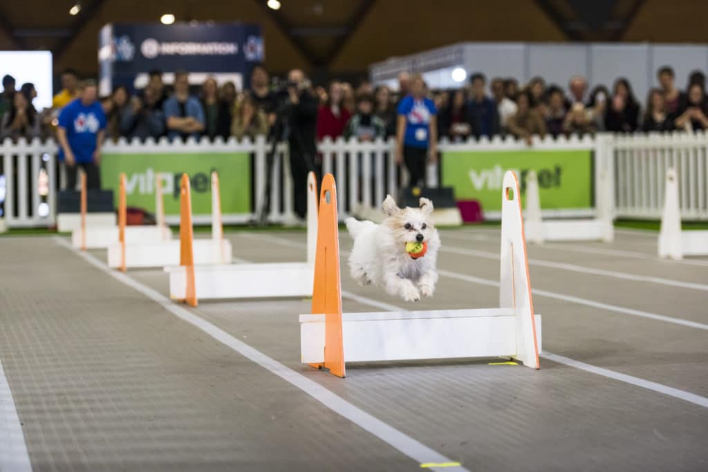 a small dog with a ball in its mouth jumping over hurdles