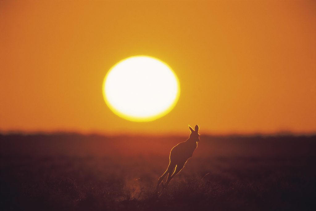 a silhouette of a kangaroo jumping with a massive sun setting in the background