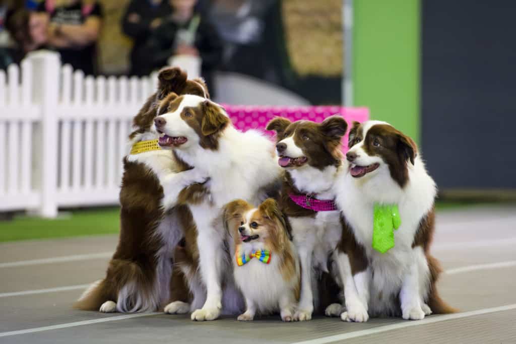 five adorable dogs at the Melbourne Dog Lovers Festival. Four of them are large, and one of them is very small.