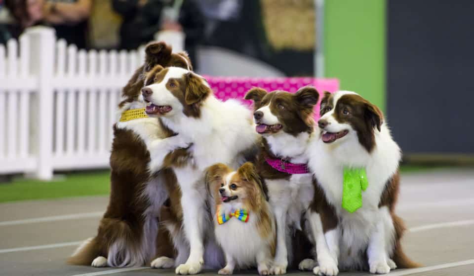 Have A Pawfectly Fun Time At The Melbourne Dog Lovers Festival This October
