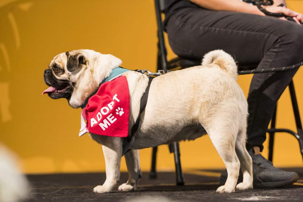 a pug wearing a bandana that says 'Adopt Me'