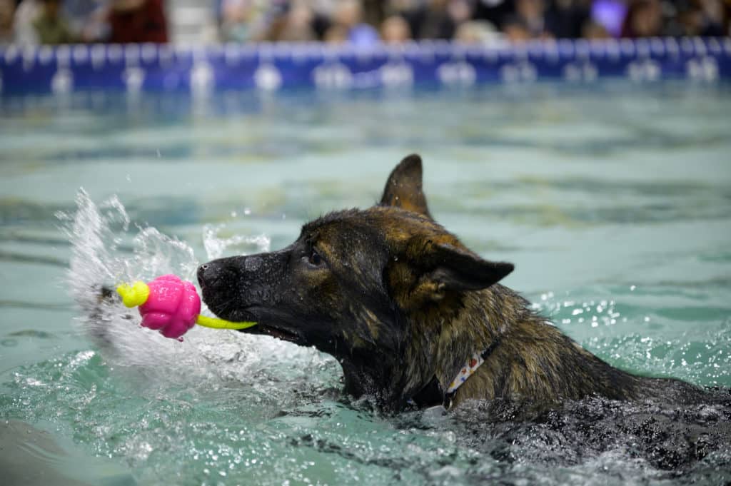 a dog swimming with a toy in its mouth 