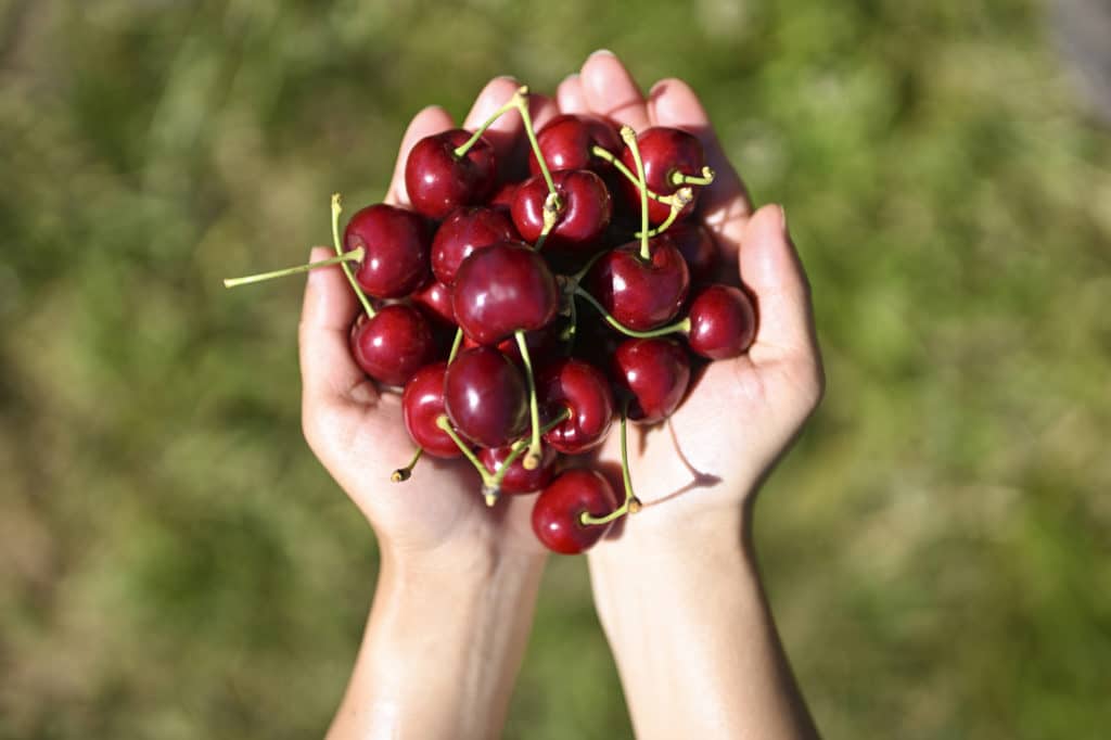 two hands holding a pile of cherries, after going cherry picking at CherryHill Orchards near Melbourne