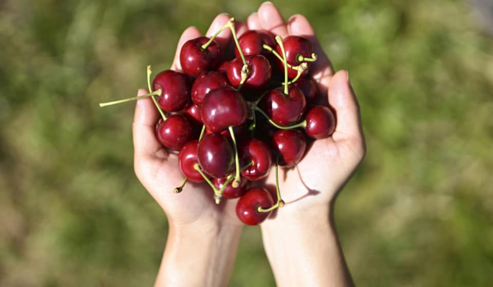 7 Splendid Places To Go Cherry Picking In Melbourne