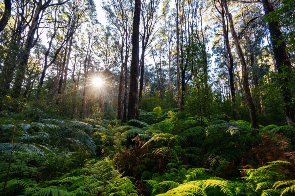 trees and ferns with the sun shining on Mount Sugarloaf Ridge Track near Masons Falls in Kinglake National Park on a cool autumn day