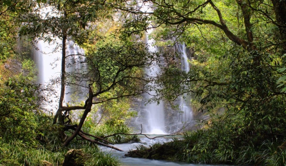 The Oldest Surviving Rainforest In The World Is Right Here In Australia